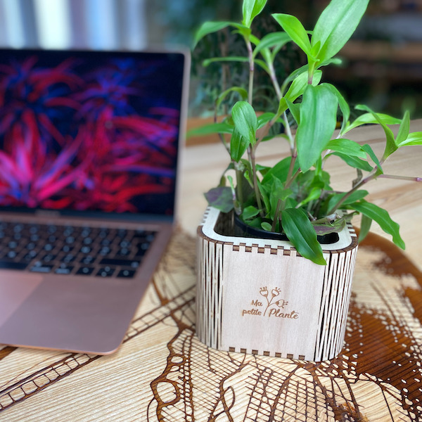 Acheter Set Green Lush - Plantes avec cache-pots pour le bureau - Livraison  express 